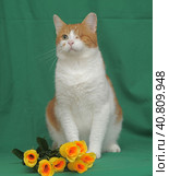 One-eyed red-haired with a white cat with yellow roses. Стоковое фото, фотограф Анна Кривицкая / Фотобанк Лори