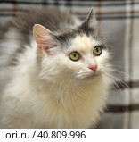White and gray cat. Стоковое фото, фотограф Анна Кривицкая / Фотобанк Лори