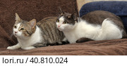 Two cats together on the couch. Стоковое фото, фотограф Анна Кривицкая / Фотобанк Лори