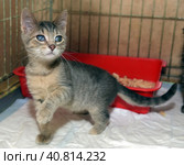 Homeless kittens in a cage. Стоковое фото, фотограф Анна Кривицкая / Фотобанк Лори