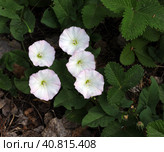 Белые цветки вьюнка (лат. Convolvulus) на фоне зеленой листвы клубники. Стоковое фото, фотограф Наталья Сухорукова / Фотобанк Лори