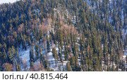 Горный Алтай зимой: лес на берегу Телецкого озера. Вид с воздуха. Altai mountains in winter: forest on the shores of Teletskoye Lake. Aerial view. Стоковое видео, видеограф Евгений Романов / Фотобанк Лори