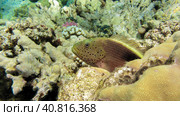 Freckled hawkfish, Paracirrhites forsteri, Egypt. Стоковое фото, фотограф Igor Tichonow / Фотобанк Лори