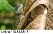 Lizard with stump, Calotes emma on Banan Leaf, Krabi, Thailand. (2016 год). Стоковое фото, фотограф Igor Tichonow / Фотобанк Лори