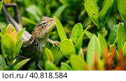 Oriental garden lizard on green leaves in Thailand (2016 год). Стоковое фото, фотограф Igor Tichonow / Фотобанк Лори