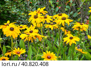 Rudbeckia hirta, commonly called black-eyed Susan. Стоковое фото, фотограф Татьяна Терехина / Фотобанк Лори