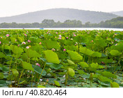 Lotuses Komarova with light pink petals and drops of water on the background of mountains, trees, forest, green leaves. Стоковое фото, фотограф Татьяна Терехина / Фотобанк Лори