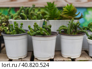Crassula marnieriana common name Jade Necklace or Chinese Pagoda. Стоковое фото, фотограф Татьяна Терехина / Фотобанк Лори