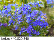 Gentiana flowers growing on a flower bed. Стоковое фото, фотограф Татьяна Терехина / Фотобанк Лори