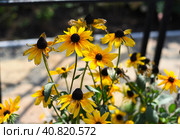 Rudbeckia hirta, commonly called black-eyed Susan. Стоковое фото, фотограф Татьяна Терехина / Фотобанк Лори