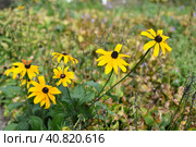 Rudbeckia hirta, commonly called black-eyed Susan. Стоковое фото, фотограф Татьяна Терехина / Фотобанк Лори