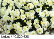 Coco Chanel multiflora Chrysanthemum close up. Стоковое фото, фотограф Татьяна Терехина / Фотобанк Лори