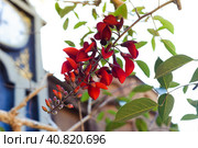 Erythrina crista-galli, often known as the cockspur coral tree growing in Vietnam. Стоковое фото, фотограф Татьяна Терехина / Фотобанк Лори