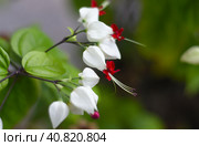 Clerodendrum thomsoniae or bleeding glory-bower growing in Nha Trang Vietnam. Стоковое фото, фотограф Татьяна Терехина / Фотобанк Лори