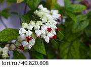Clerodendrum thomsoniae or bleeding glory-bower growing in Nha Trang Vietnam. Стоковое фото, фотограф Татьяна Терехина / Фотобанк Лори
