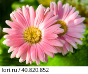 Two pink chrysanthemums Samba, close up. Стоковое фото, фотограф Татьяна Терехина / Фотобанк Лори