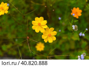 Coreopsis or tickseed flowers growing in Vietnam closeup. Стоковое фото, фотограф Татьяна Терехина / Фотобанк Лори