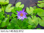 Bright lilac water lily against the background of green leaves on the water. Tropical flowers, top view. Стоковое фото, фотограф Коханова Наталья / Фотобанк Лори