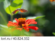 Close-up of a hummingbird moth hawk collecting pollen from a red Cinnia flower. Macroglossum stellatarum hovering over a flower in the garden. Стоковое фото, фотограф Воловодов Владимир / Фотобанк Лори