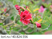 Many flowers of Adenium obesum close up. Стоковое фото, фотограф Татьяна Терехина / Фотобанк Лори