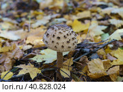Macrolepiota procera, the parasol mushroom, is a basidiomycete fungus with a large, prominent fruiting body resembling a parasol. Top view or view from above. Close up photography. Стоковое фото, фотограф YuryKara / Фотобанк Лори