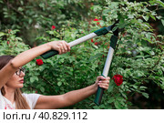 The gardener's hands are cut off with special pruning shears, fruit trees in the garden. Plant care, tree pruning. Стоковое фото, фотограф Photojuli / Фотобанк Лори