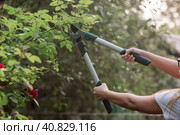 The gardener's hands are cut off with special pruning shears, fruit trees in the garden. Plant care, tree pruning. Стоковое фото, фотограф Photojuli / Фотобанк Лори