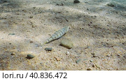Slender Lizardfish or Gracile lizardfish (Saurida gracilis) on sandy bottom on sunny day in sun glare, Red sea, Egypt. Стоковое фото, фотограф Некрасов Андрей / Фотобанк Лори