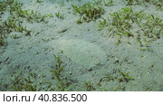 Flatfish is covered with sand on sandy bottom in bright sunny day in sunshine. Close-up of Leopard flounder or Panther flounder (Bothus pantherinus) lies masquerading o sand, Red sea, Egypt. Стоковое фото, фотограф Некрасов Андрей / Фотобанк Лори
