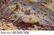 Portrait of Leopard flounder or Panther flounder (Bothus pantherinus) lies on sandy bottom on bright sunlight, Red sea, Egypt. Стоковое фото, фотограф Некрасов Андрей / Фотобанк Лори