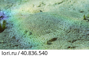 Flatfish is covered with sand on sandy bottom in bright sunny day in sunshine. Close-up of Leopard flounder or Panther flounder (Bothus pantherinus) lies masquerading o sand, Red sea, Egypt. Стоковое фото, фотограф Некрасов Андрей / Фотобанк Лори