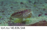 Portrait of Slender Lizardfish or Gracile lizardfish (Saurida gracilis) on sandy bottom on sunny day in sun glare, Red sea, Egypt. Стоковое фото, фотограф Некрасов Андрей / Фотобанк Лори