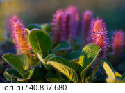 Blooming Arctic willow (Salix arctica). Plants growing in the tundra in the Arctic. Wildflowers of the polar region. Northern nature of Chukotka and Siberia. Far East of Russia. Closeup. Стоковое фото, фотограф Андрей Степанов / Фотобанк Лори