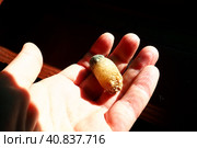 Gallstone disease, cholelithiasis - the formation of stones, stones in the gallbladder, bile ducts. Gallstones. A large gallstone removed from a patient's body, 2.5 cm long. Стоковое фото, фотограф Юлия Петровская / Фотобанк Лори
