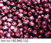 Blueberry, or Blueberry ordinary, or Blueberry myrrheal Vaccinium myrtillus, stunted shrub, family Heather. Fresh juicy first-class forest berries. Lots of blueberries, top view. Стоковое фото, фотограф Юлия Петровская / Фотобанк Лори