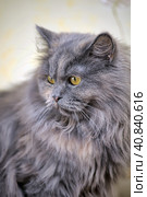 Gray fluffy Persian cat. Стоковое фото, фотограф Анна Кривицкая / Фотобанк Лори