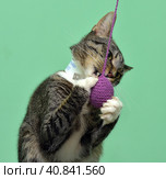 Playful tabby cat. Стоковое фото, фотограф Анна Кривицкая / Фотобанк Лори