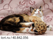 Playful three-color female cat with yellow eyes. Стоковое фото, фотограф Анна Кривицкая / Фотобанк Лори
