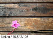 Cyclamen flower side view on shabby wooden background. One flower with five petals, Stem without leaves. Copy space. Beautiful floral card with cyclamen. Rustic pastoral style, french provence. Стоковое фото, фотограф Юлия Петровская / Фотобанк Лори