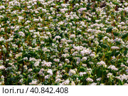 Buckwheat macro with white flowers. Fagopyrum esculentum. Стоковое фото, фотограф Ольга Сейфутдинова / Фотобанк Лори