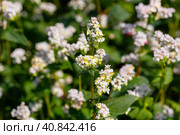 Buckwheat macro with white flowers. Fagopyrum esculentum. Стоковое фото, фотограф Ольга Сейфутдинова / Фотобанк Лори