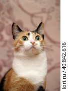 Playful three-color female cat with yellow eyes. Стоковое фото, фотограф Анна Кривицкая / Фотобанк Лори