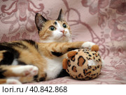 Playful three-color female cat with yellow eyes. Стоковое фото, фотограф Анна Кривицкая / Фотобанк Лори