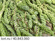 Sedum morganianum. Стоковое фото, фотограф Анна Кривицкая / Фотобанк Лори