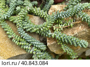 Sedum morganianum. Стоковое фото, фотограф Анна Кривицкая / Фотобанк Лори