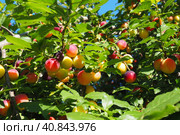 Prunus cerasifera is a species of plum known by the common names cherry plum and myrobalan plum. ornamental tree for garden and landscaping. Yellow and red plum fruits on the branches. Стоковое фото, фотограф Юлия Петровская / Фотобанк Лори