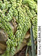 Sedum morganianum. Стоковое фото, фотограф Анна Кривицкая / Фотобанк Лори
