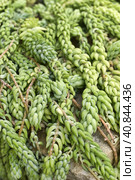 Sedum morganianum. Стоковое фото, фотограф Анна Кривицкая / Фотобанк Лори