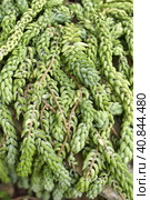 Sedum morganianum. Стоковое фото, фотограф Анна Кривицкая / Фотобанк Лори