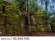 Monrepo park in autumn, Стоковое фото, фотограф Анна Кривицкая / Фотобанк Лори